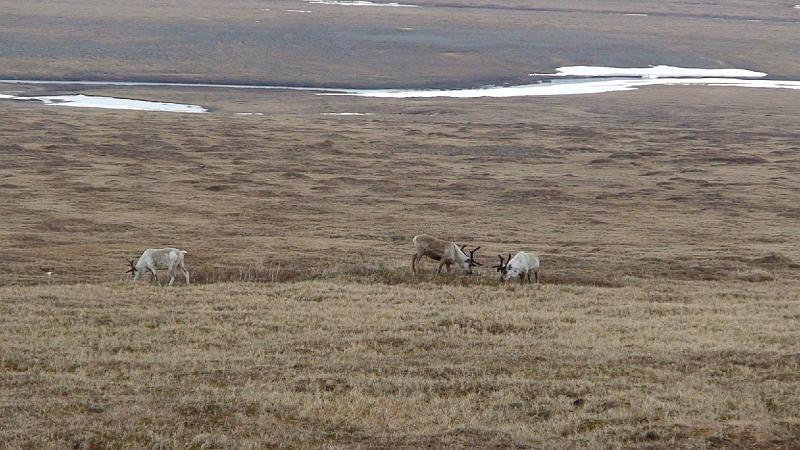 Alaska 2008 004.jpg